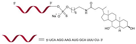 Synthesis and Exon-Skipping Properties of a 3′-Ursodeoxycholic Acid ...