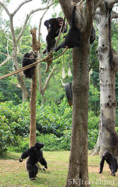 Chimp Using Fire 的图像结果
