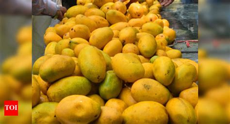 Fruit Fly Attacks Hit Mango: Adverse weather, fruit fly attacks hit ...