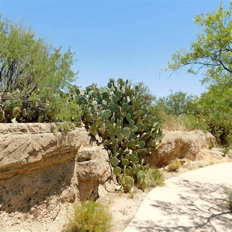 Living Desert Zoo and Gardens State Park (Carlsbad) - All You Need to ...