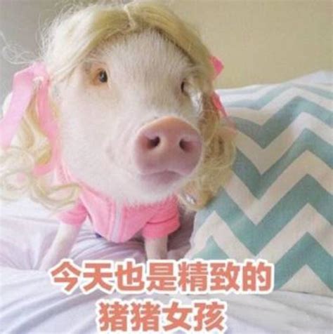 猪猪女孩什么意思，如何做一个真正精致的猪猪女孩_可可情感网