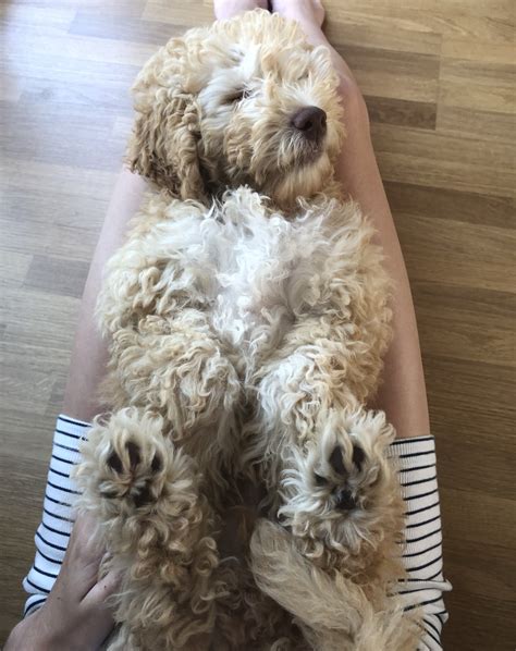 Cockapoo Biting 的图像结果