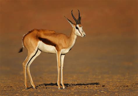 Image result for Springbok No. 1