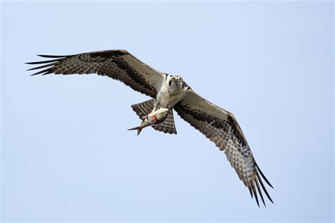 Ospreys — Usk Valley Ospreys