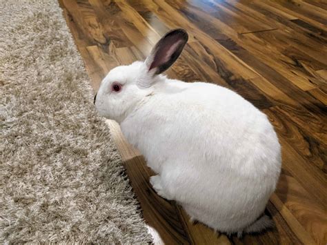 How Long Do Lionhead Rabbits Live? Complete Guide to Their Lifespan - Every Bunny Welcome