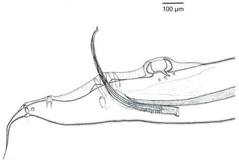 Intestinal Helminth Communities of Grey Partridge Perdix perdix and ...