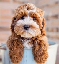 Image result for Cockapoo Grooming Cuts