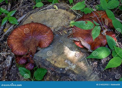 Forest Fungi are Saprophytes that Live on the Trunks and Stumps of Dead ...