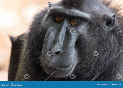 Celebes Crested Macaque, Macaca Nigra, Black Monkey With Open Mouth ...