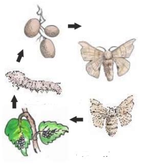 Image result for Function of Pith Class 11