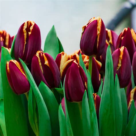 Tulip Doberman Bulbs for Vibrant Gardens - AllThatGrows | pack of 5 bulbs