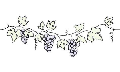 Grape Vines Drawing