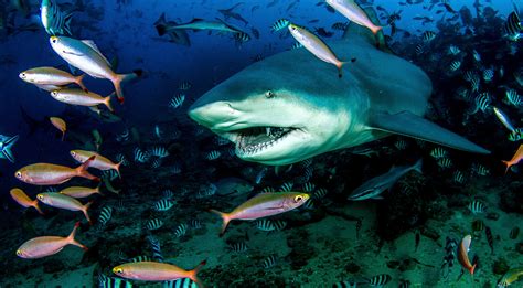 Massive Record-Breaking Bull Shark Wasn't Found In Florida For A Change