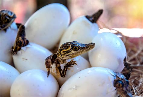 Did the reptile or the egg come first? Scientists have changed their ...