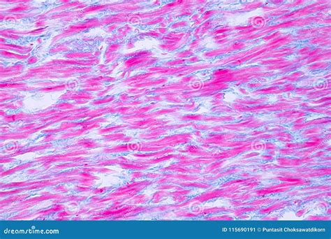 Histology of Human Cardiac Muscle Under Microscope View for Educ Stock ...