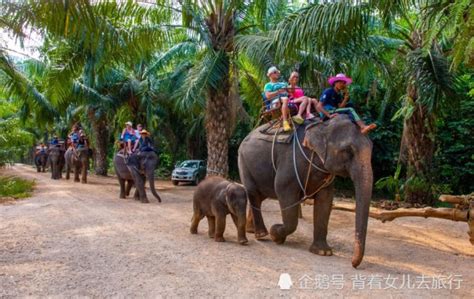 中国旅行社领队被大象踩死 骑象该不该从旅游项目中剔除？_新闻_腾讯网