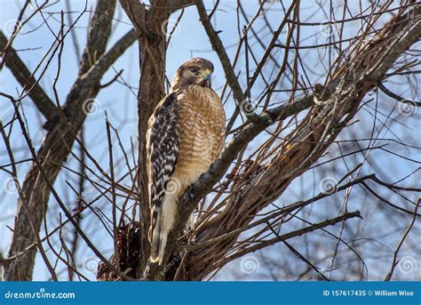 Red Shouldered Hawk Sitting in Tangle of Trees in Walton County ...
