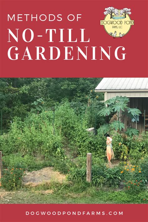 No-Till Gardening Techniques 的图像结果