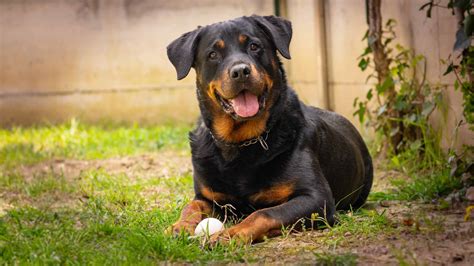 Rottweiler - A-Z Animals
