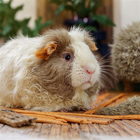 Stunning Breathtaking Varieties of Long Haired Guinea Pigs That You ...