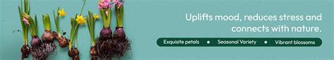 Buy Premium Flower Bulbs Online In India | Best plant bulbs – Ugaoo