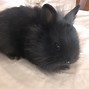 Image result for Baby Lionhead Bunny Rabbit