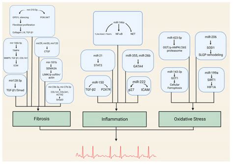 MicroRNAs in Atrial Fibrillation: Mechanisms, Vascular Implications ...