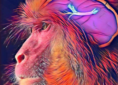 Image result for Proto-Human Language