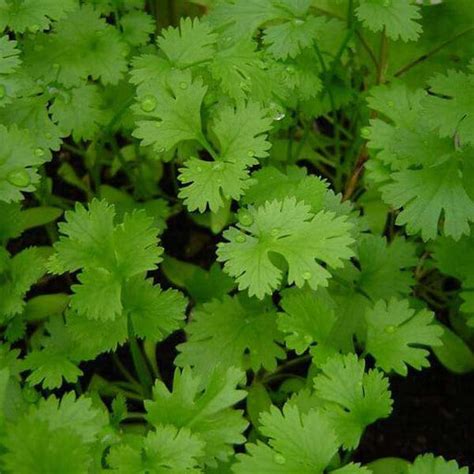 Buy Coriander Seeds online from Nurserylive at lowest price.