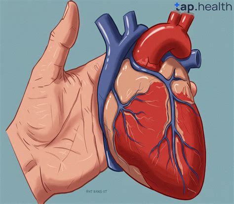 Which Chamber of the Heart Has the Thickest Wall?