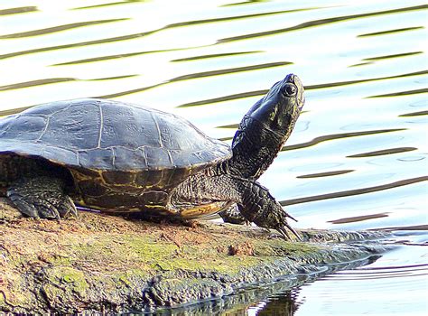 CDC: Outbreak Of Salmonella Due To Pet Turtles