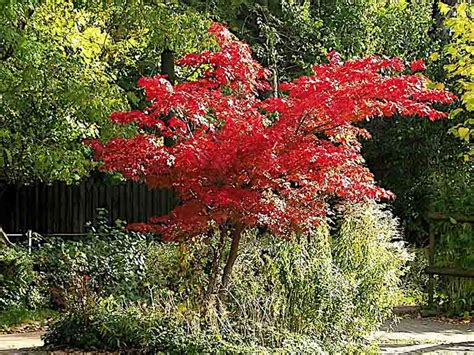 Tree Pruning Portland 的图像结果