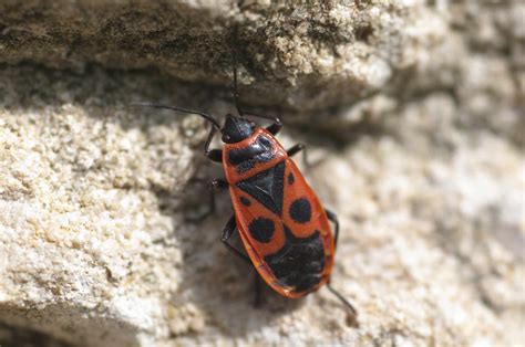 10 Stunning Red and Black Garden Bugs