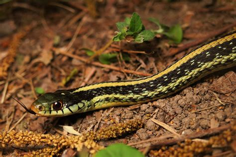 Texas Garter Snake – ALEPHROCCO
