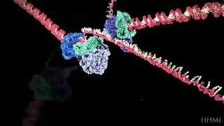 Animation DNA Replication Steps 的图像结果