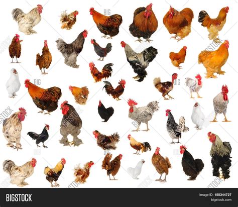 Roosters Different Breeds On White Image & Photo | Bigstock