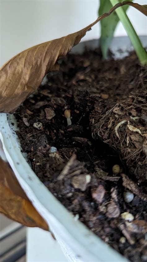 Tiny mushrooms growing in peace lily soil. Cause for concern? : r ...