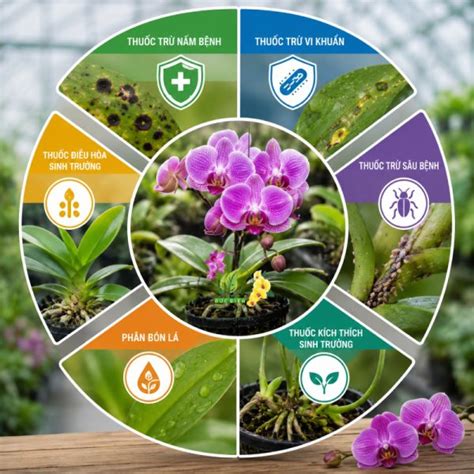 BÍ QUYẾT XÂY DỰNG LỊCH TRÌNH PHUN THUỐC ĐỊNH KỲ CHO LAN GIÚP VƯỜN LUÔN ...