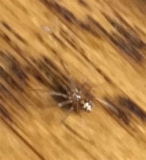 Is this a baby Black Widow? : r/whatsthisbug