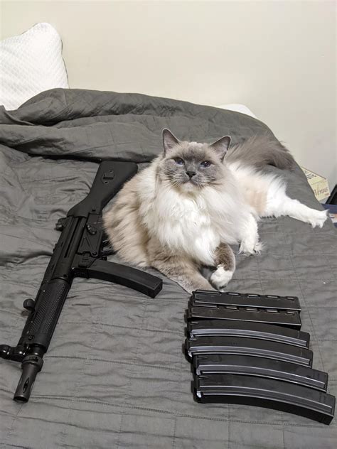 Cats With Guns