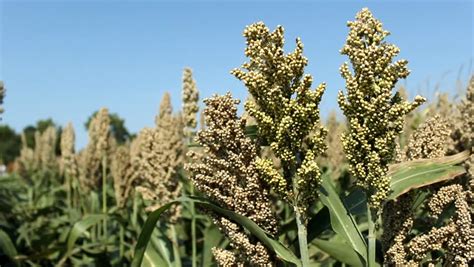 ISTA Congress 2019, Hyderabad, India