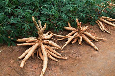 Can Dogs Eat Cassava? Yes, But You Should Know a Few Things - DogCareLife