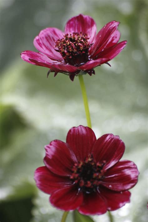 Chocolate Cosmos Flower