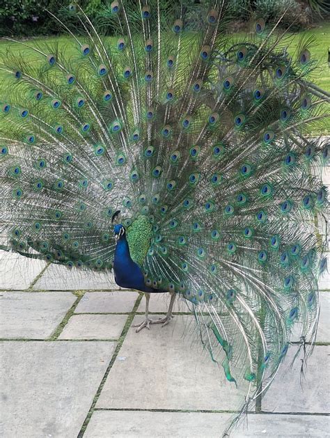 FAENOL FAWR COUNTRY HOUSE (Bodelwyddan) - Hotel Reviews, Photos, Rate ...