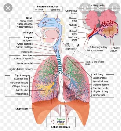 explain the respiratory system in detail - Brainly.in
