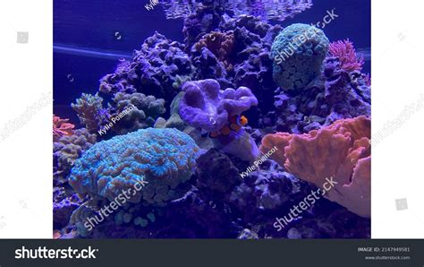 Finding Nemo Epcot Aquarium Center Stock Photo 2147949581 | Shutterstock