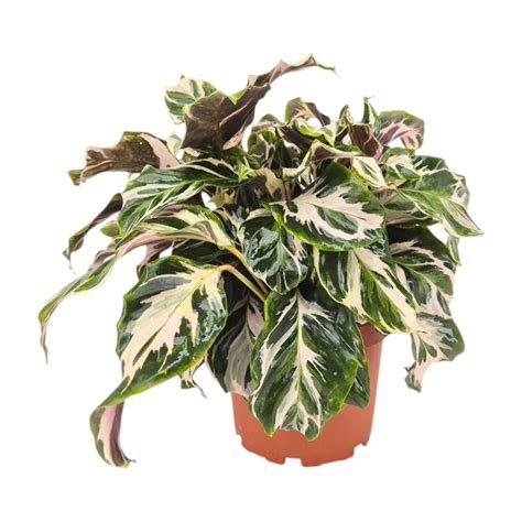 Calathea Stella – Casa Botanica