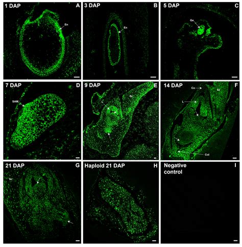 Auxin Metabolite Balance During Haploid and Zygotic Oat Embryo ...
