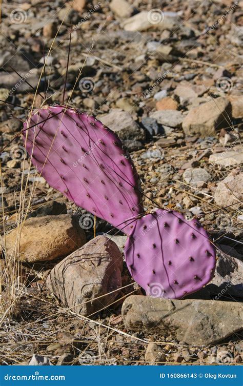 Opuntia Macrocentra, Purple Prickly Pear Cactus Royalty-Free Stock ...