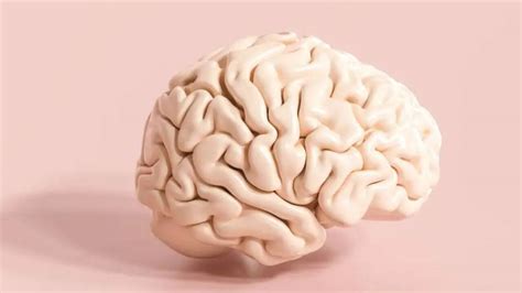 Can Your Neurons Change Based On Your Experiences?